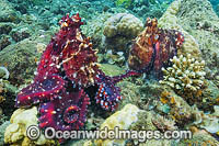 Reef Octopus mating pair Photo - Gary Bell