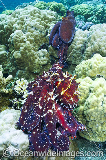Reef Octopus mating pair photo Reef Octopus mating pair photo