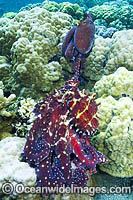 Reef Octopus mating pair Photo - Gary Bell