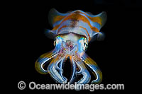 Bigfin Reef Squid Sepioteuthis lessoniana Photo - Gary Bell