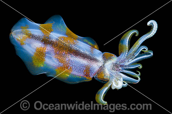 Bigfin Reef Squid photo