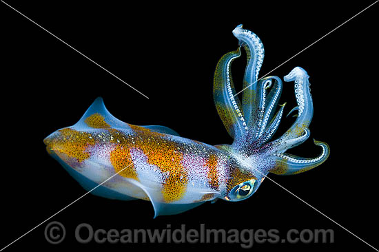 Bigfin Reef Squid Sepioteuthis lessoniana photo Bigfin Reef Squid Sepioteuthis lessoniana photo
