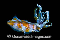 Bigfin Reef Squid Sepioteuthis lessoniana Photo - Gary Bell