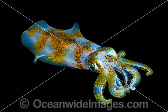Bigfin Reef Squid photo