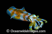 Bigfin Reef Squid Photo - Gary Bell