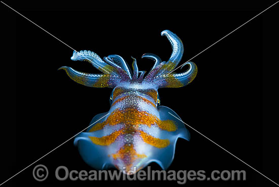Bigfin Reef Squid Sepioteuthis lessoniana photo Bigfin Reef Squid Sepioteuthis lessoniana photo