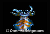 Bigfin Reef Squid Sepioteuthis lessoniana Photo - Gary Bell