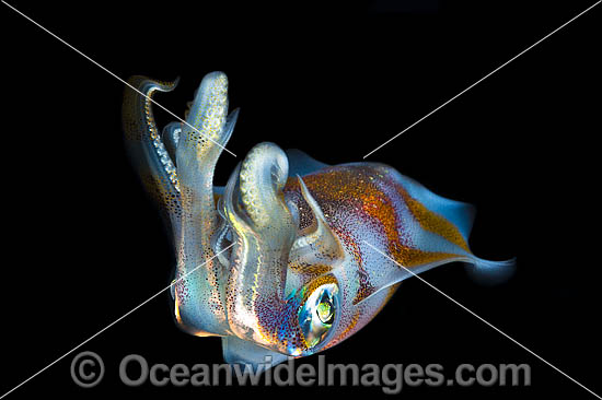 Bigfin Reef Squid photo Bigfin Reef Squid photo