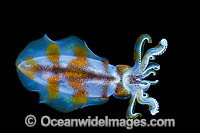 Bigfin Reef Squid Sepioteuthis lessoniana Photo - Gary Bell