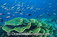 Tropical Fish and Coral Photo - Gary Bell