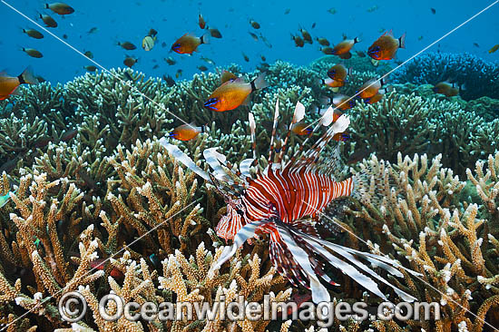 Tropical Reef Scene photo Tropical Reef Scene photo