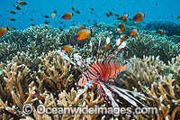 Tropical Reef Scene Photo - Gary Bell