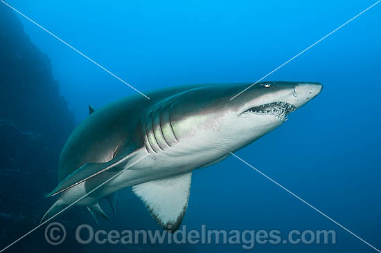 Sand Tiger Shark photo