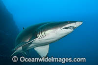 Sand Tiger Shark Photo - Gary Bell