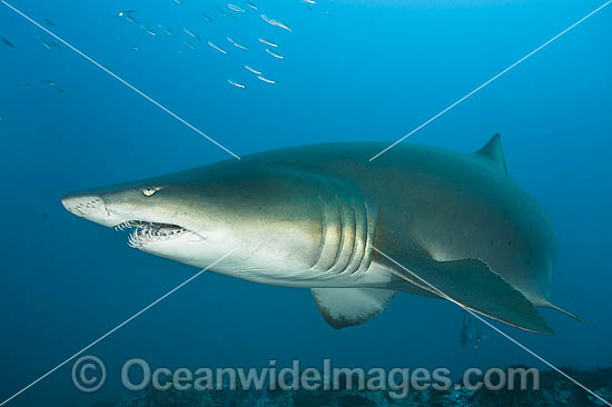 Grey Nurse or Sand Tiger Shark photo