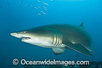 Grey Nurse or Sand Tiger Shark Photo - Gary Bell