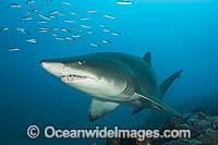 Sand Tiger Shark Photo - Gary Bell