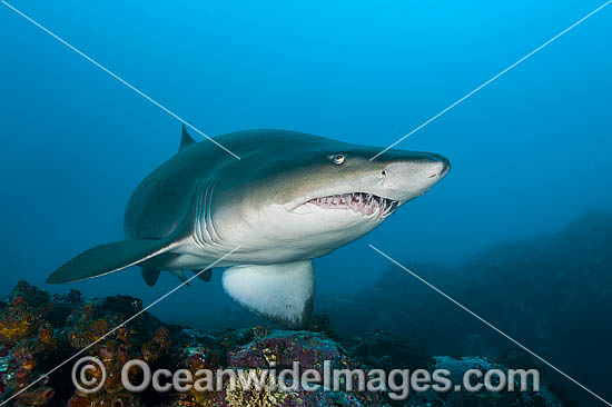 Ragged-tooth Shark photo
