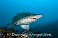 Ragged-tooth Shark Photo - Gary Bell