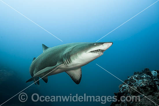 Ragged-tooth Shark photo