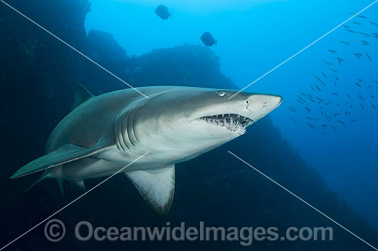 Ragged-tooth Shark photo