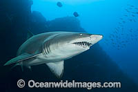 Ragged-tooth Shark Photo - Gary Bell