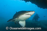 Sand Tiger Shark Photo - Gary Bell