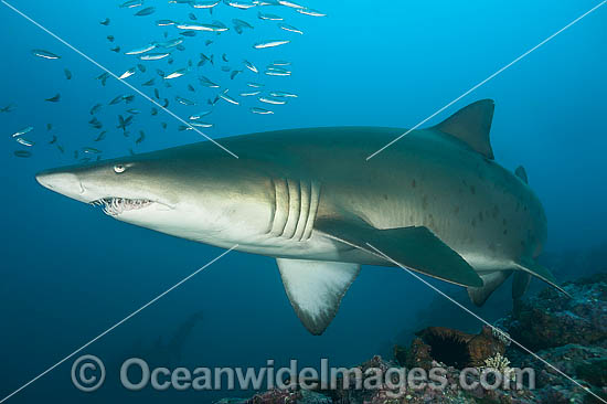 Grey Nurse or Sand Tiger Shark photo