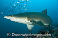 Grey Nurse or Sand Tiger Shark Photo - Gary Bell