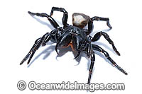 White-backed Mouse Spider Photo - Gary Bell