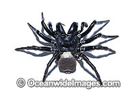 White-backed Mouse Spider Photo - Gary Bell