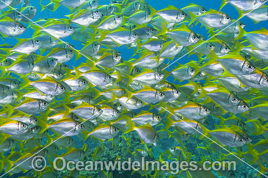 Schooling Eastern Pomfred photo Schooling Eastern Pomfred photo