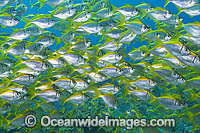 Schooling Eastern Pomfred Photo - Gary Bell