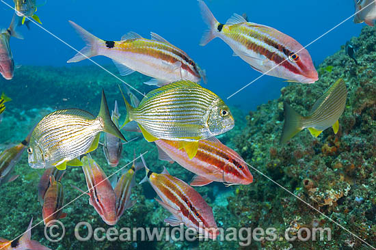 Black-spot Goatfish and Tarwhine photo Black-spot Goatfish and Tarwhine photo