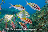 Black-spot Goatfish and Tarwhine Photo - Gary Bell