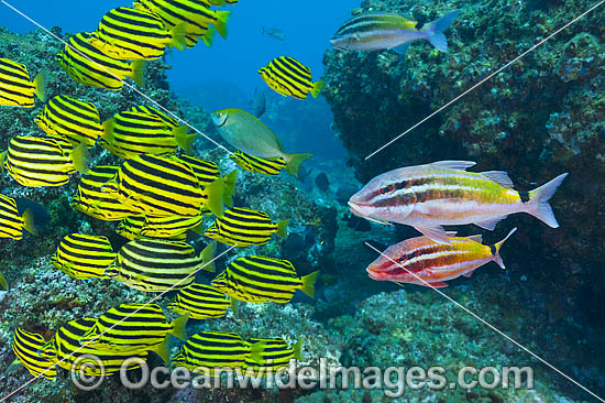 Schooling Stripey photo Schooling Stripey photo