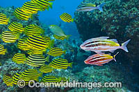 Schooling Stripey Photo - Gary Bell