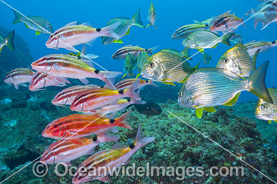 Black-spot Goatfish and Tarwhine photo Black-spot Goatfish and Tarwhine photo