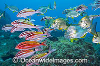 Black-spot Goatfish and Tarwhine Photo - Gary Bell
