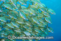 Schooling Tarwhine Photo - Gary Bell