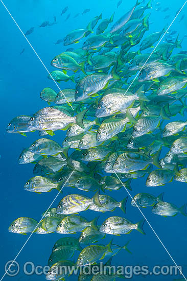 Schooling Tarwhine photo Schooling Tarwhine photo