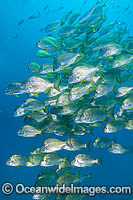 Schooling Tarwhine Photo - Gary Bell