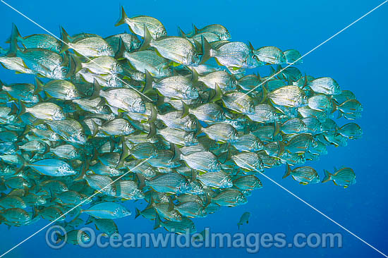 Schooling Tarwhine photo Schooling Tarwhine photo