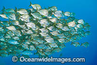 Schooling Tarwhine Photo - Gary Bell