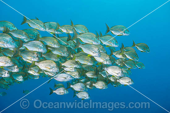 Schooling Tarwhine photo Schooling Tarwhine photo
