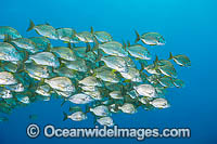 Schooling Tarwhine Photo - Gary Bell