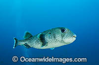 Starry Pufferfish Arothron stellatus Photo - Gary Bell