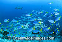 Fusilier and Snapper Great Barrier Reef Photo - Gary Bell