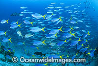 Fusilier and Snapper Great Barrier Reef Photo - Gary Bell