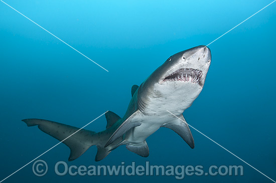 Sand Tiger Shark photo